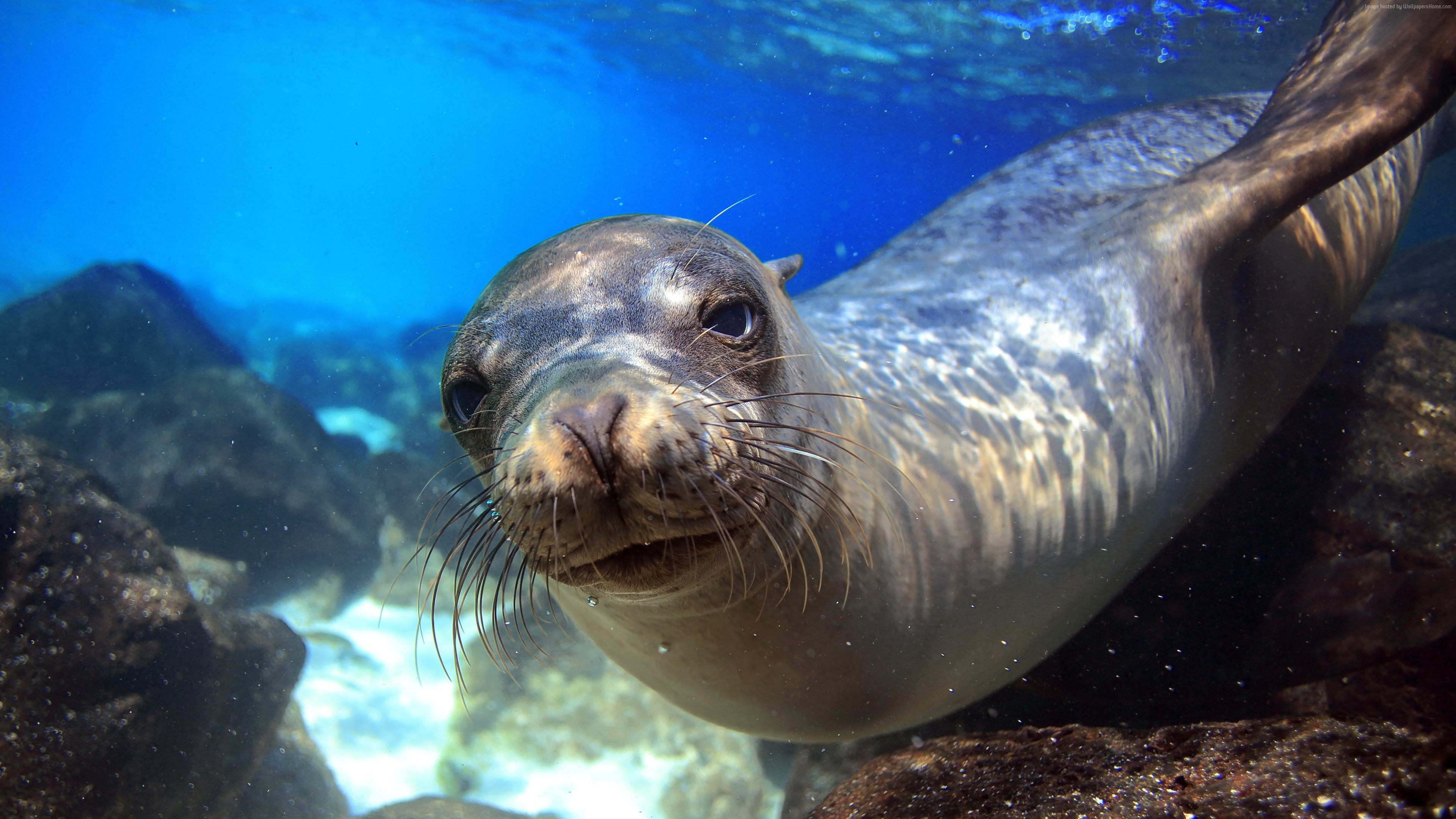 Experience Diving with sea lions in La Jolla Cove San Diego