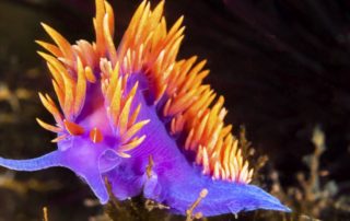 5 facts about Nudibranch