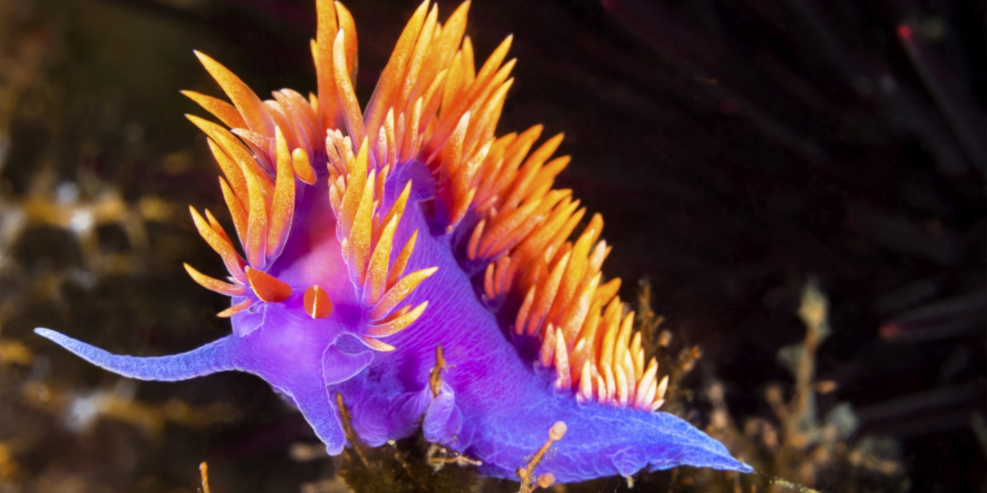 5 facts about Nudibranch