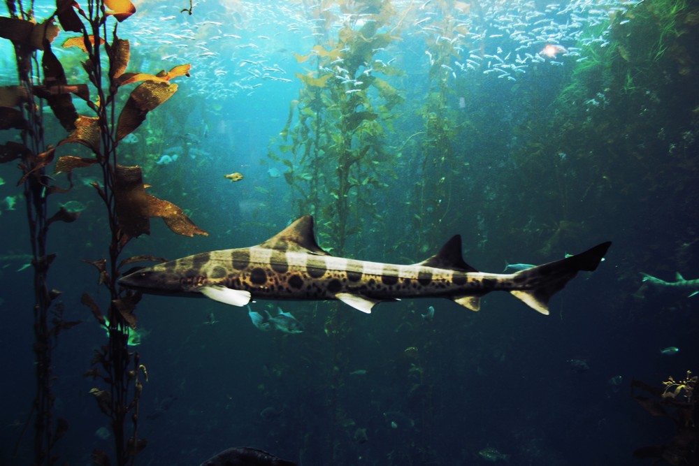Leopard Shark in Kelp Forest