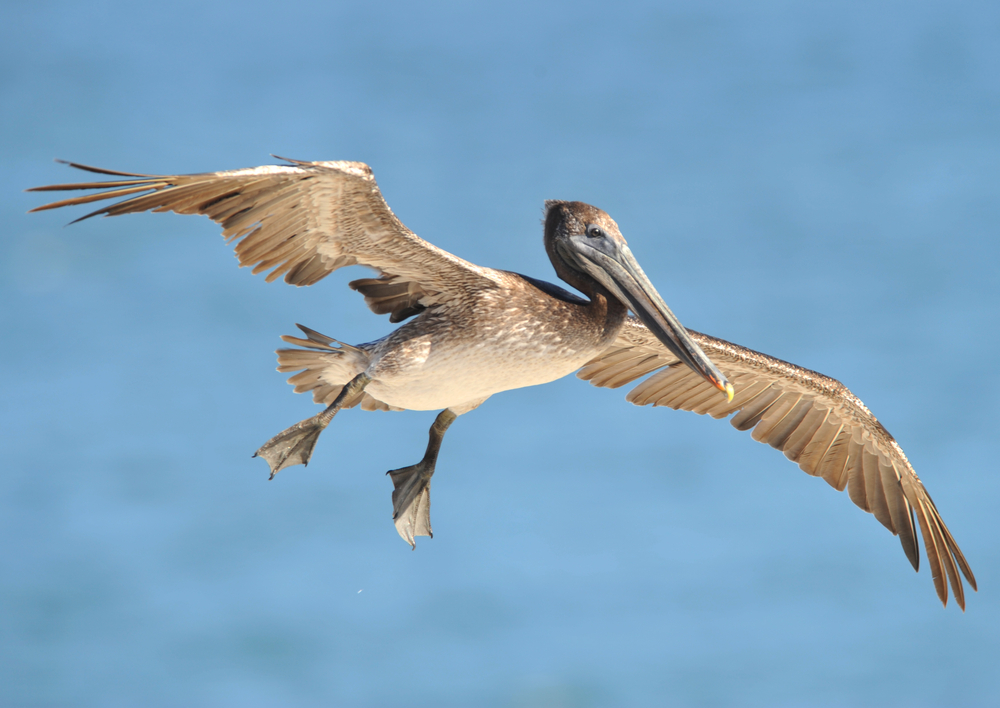 California Brown Pelicans at La Jolla Cove