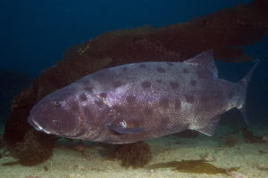 Giant Black Sea Bass at La Jolla Cove