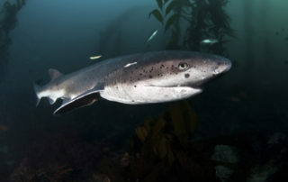 Broadnose Seven Gill Sharks