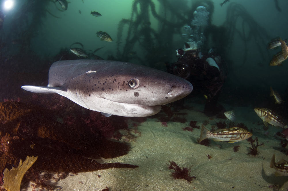 Broadnose Seven Gill Sharks (Everything You Need to Know About Sharks At La Jolla )