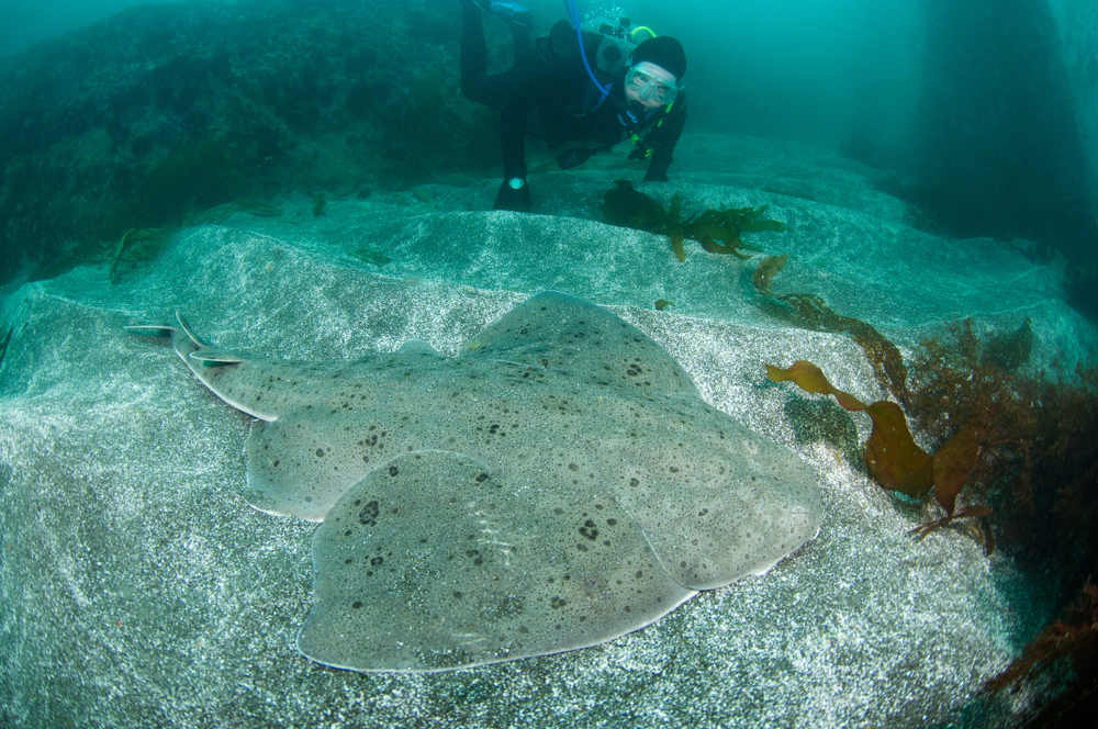 Diver with Angel Shark