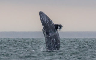 Gray whale breach (Gray Whales Migration Season is Here)