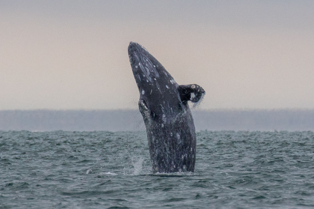 Gray whale breach (Gray Whales Migration Season is Here)