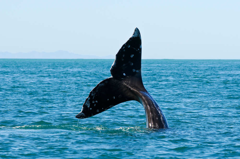 Tail fin of a gray whale in San Diego