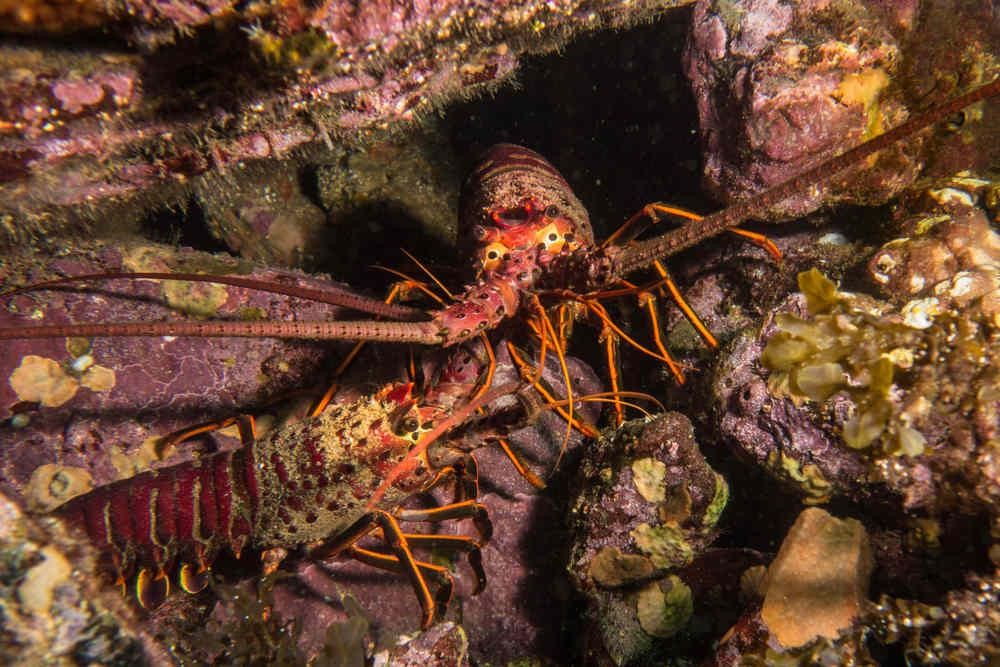 California Spiny Lobster Season is Here Blog