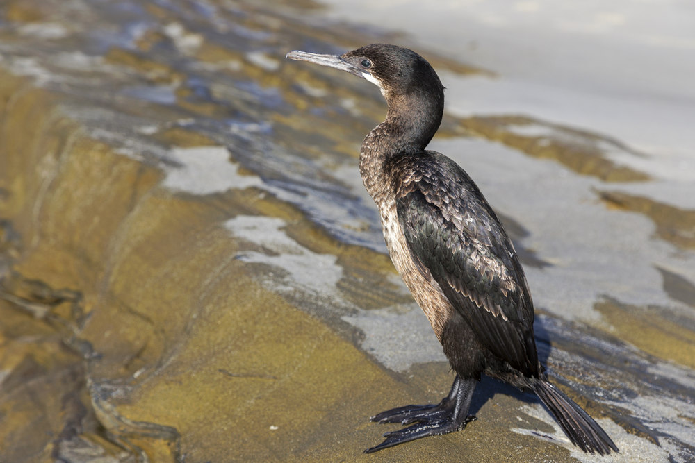 7 Animals You'll See Around the La Jolla ecological Reserve