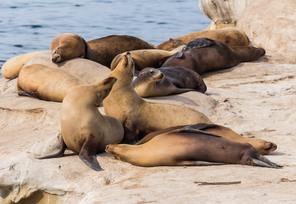 7 Animals You'll See Around the La Jolla Ecological Reserve